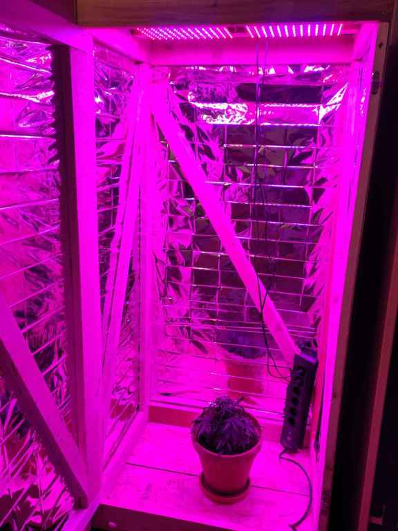 FERTIGE GROWBOX MIT PFLANZE