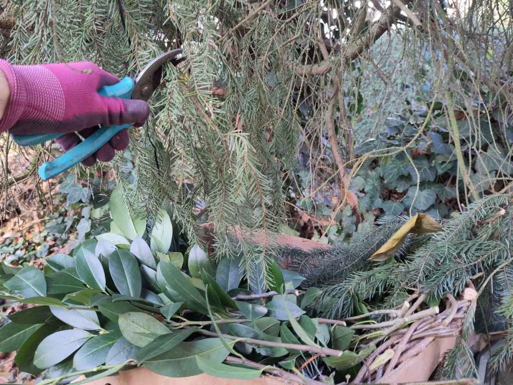 IMMERGRUENE ZWEIGE SAMMELN