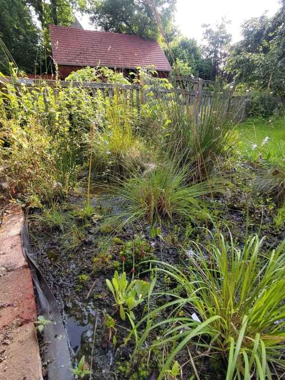 MOORBEET NACH ZWEI JAHREN