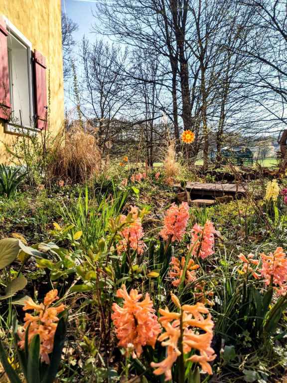 HYANZINTHEN IM FRUEHLING