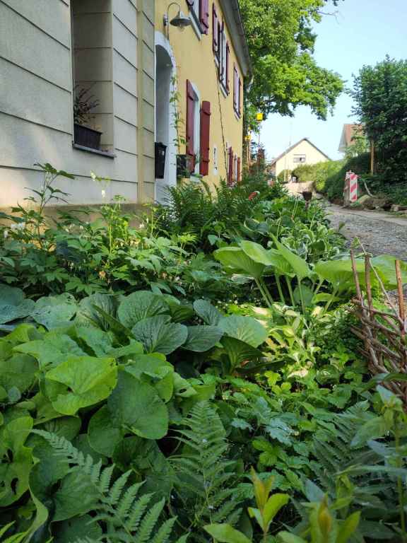 SCHATTENBEET NACH DREI JAHREN