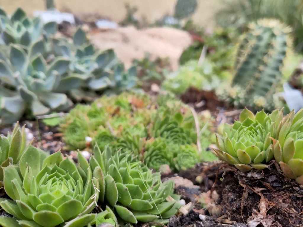 HAUSWURZE NAHAUFNAHME