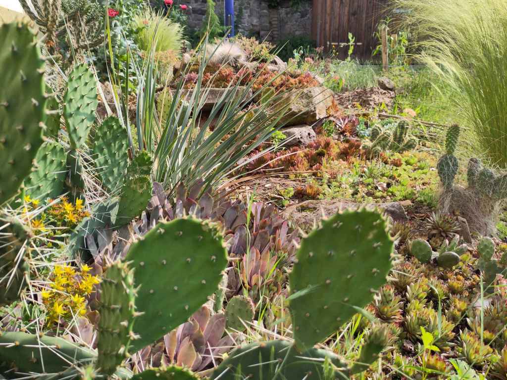 STEINGARTEN NACH DREI JAHREN