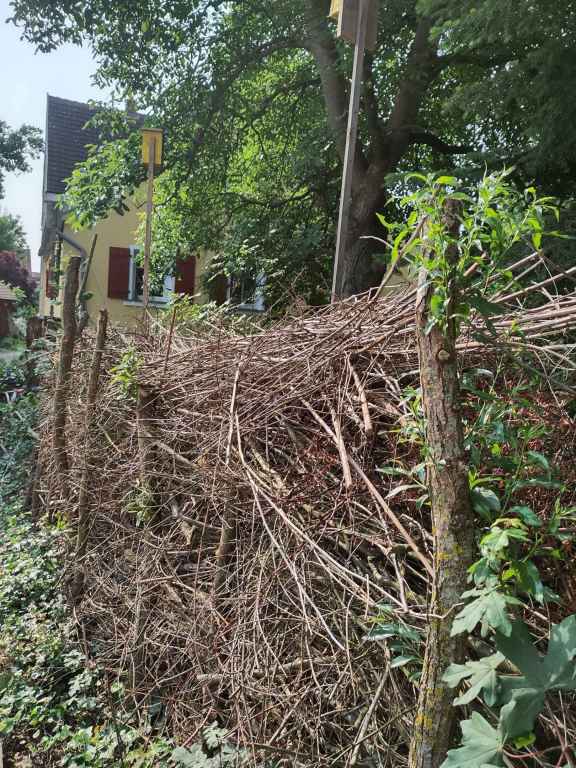 TOTHOLZHECKE IM SOMMER