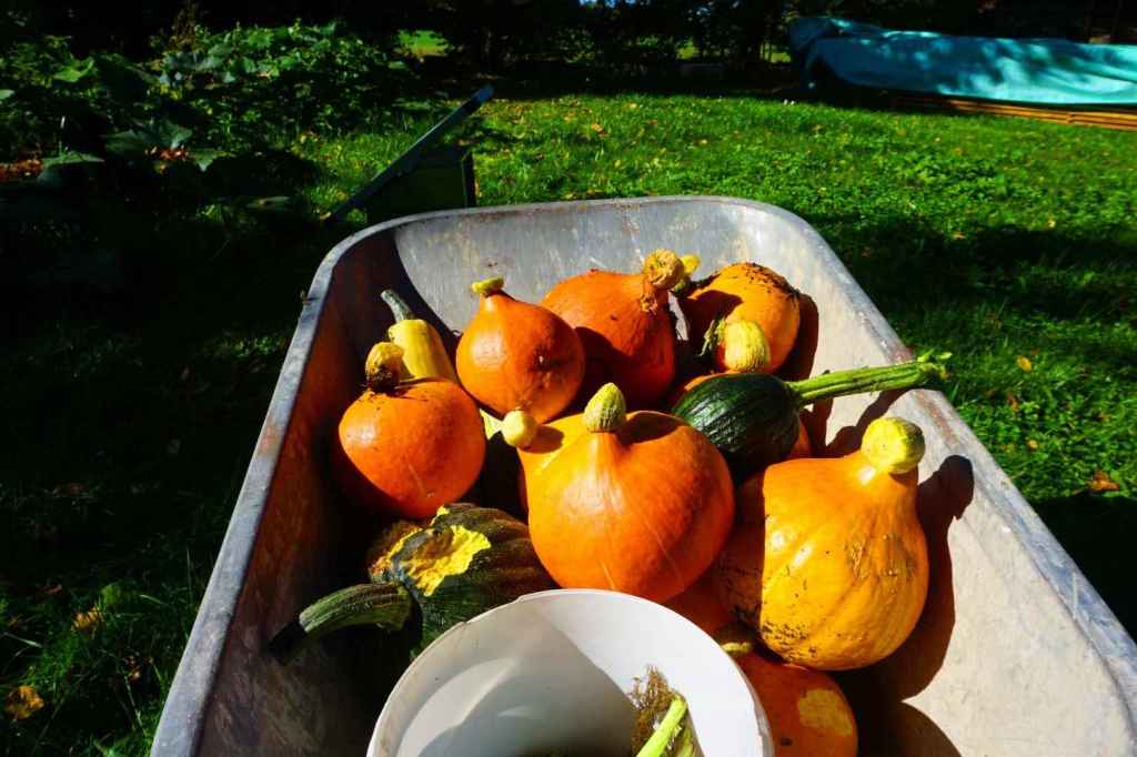 Kürbissernte
