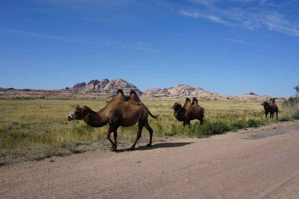 Kamele vor dem Vulkan Bektau Ata