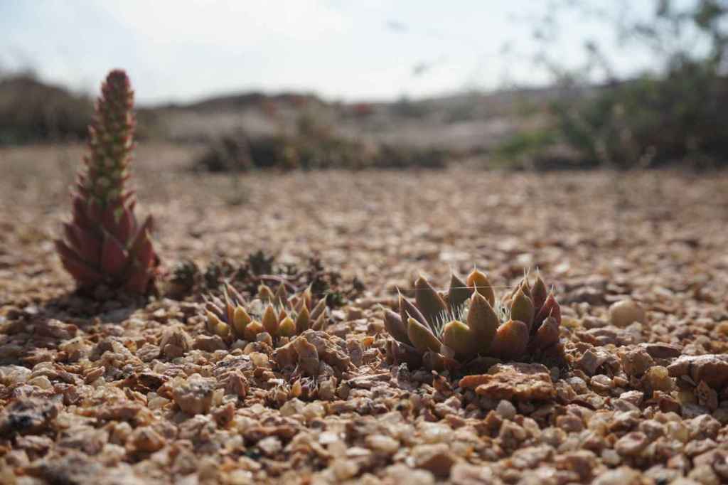 Wilde Hauswurze im Sand