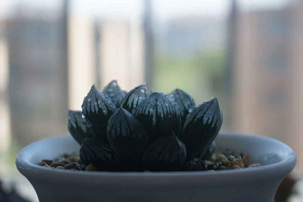 Sukkulente mit Wassertropfen