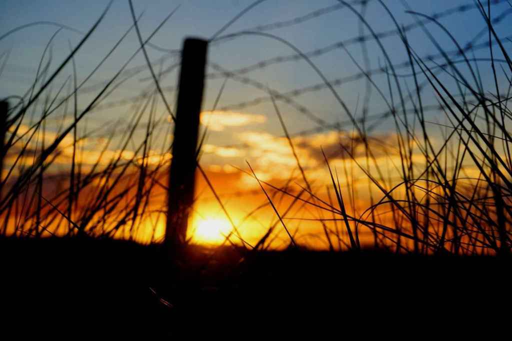 Sonnenuntergang am Zaun
