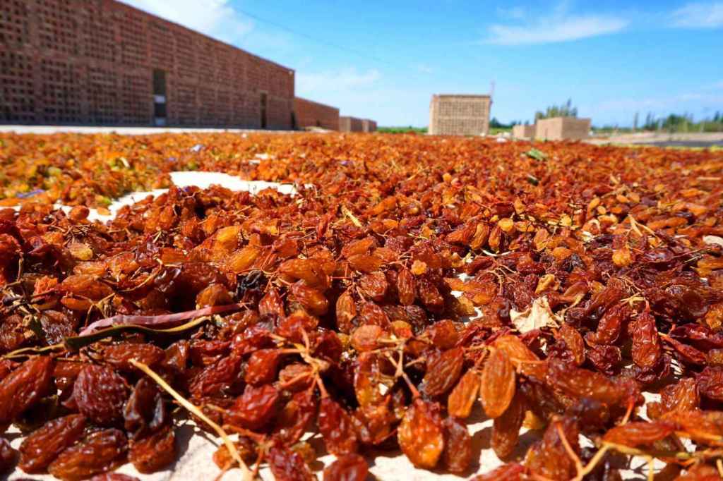 Weinbeeren werden getrocknet