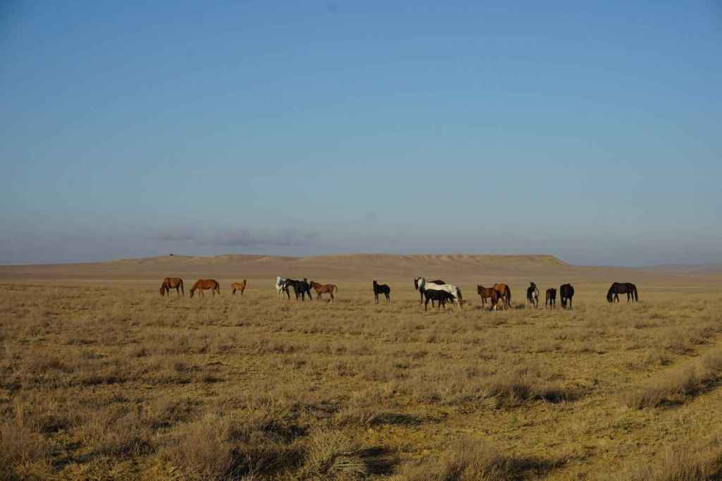Wilde Pferde in der Steppe bei Shayyr