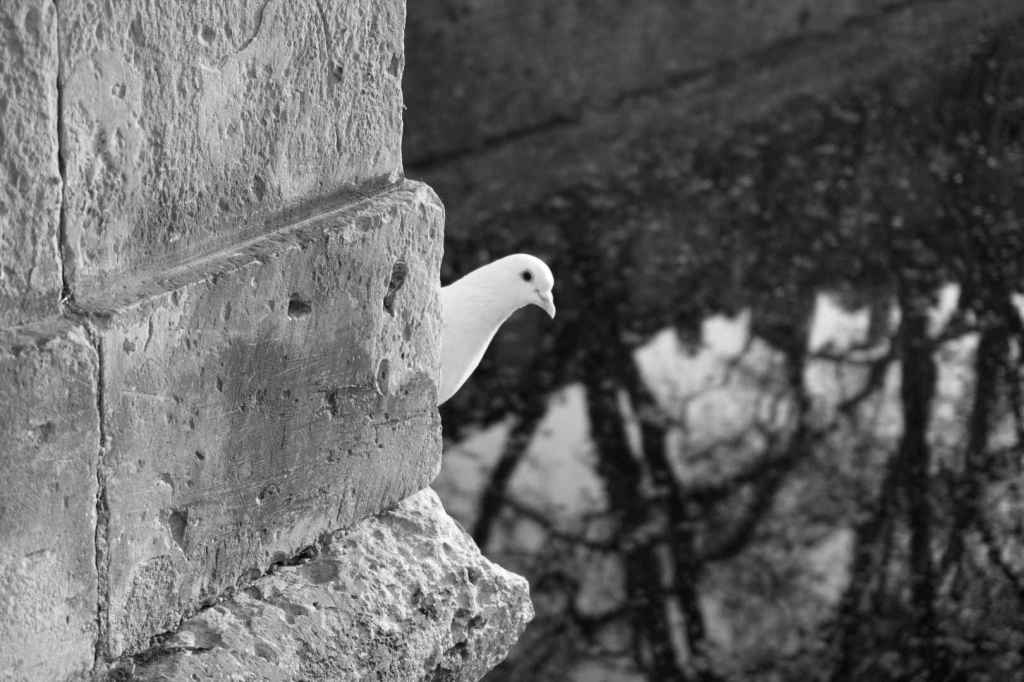 Pigeon (Noir et blanc)