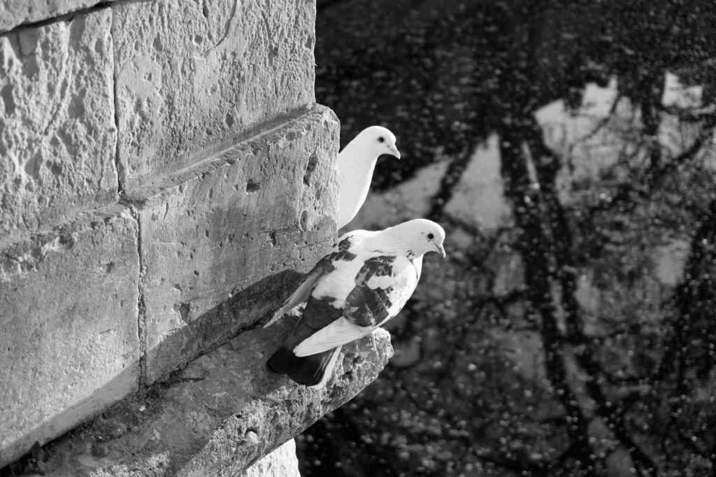 Pigeons (Noir et blanc)
