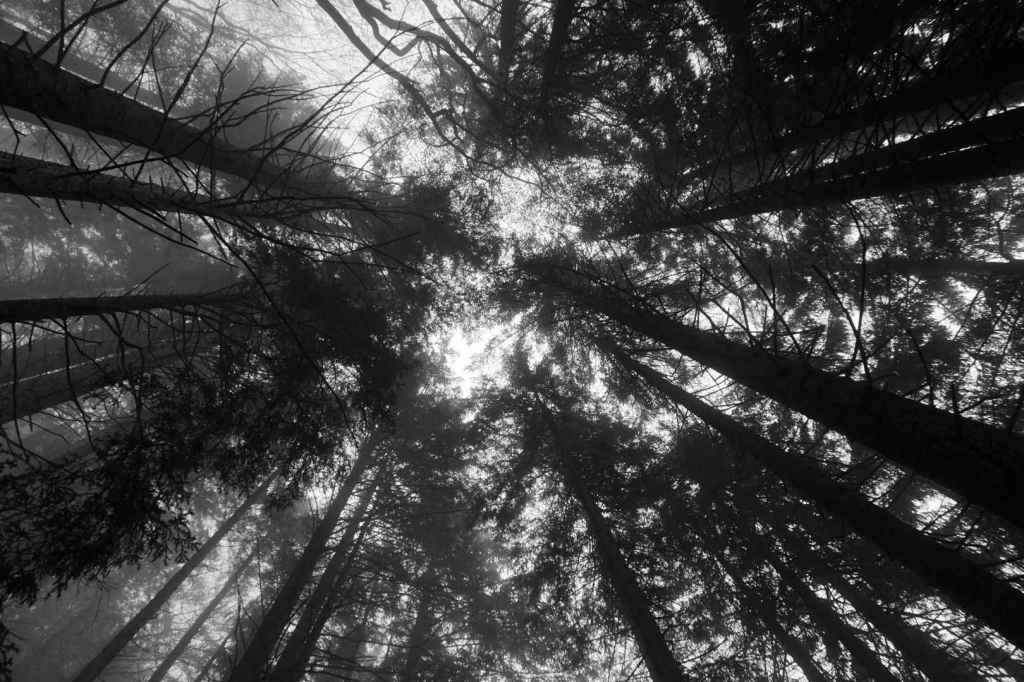 Ofterschwang Wald (SW)