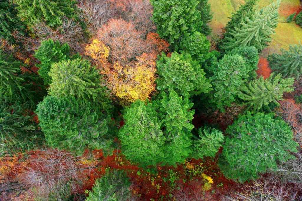 Wald unter der Skiflugschanze Oberstdorf