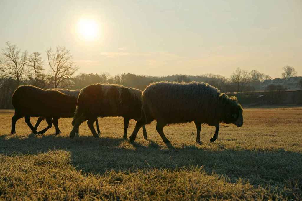 Schafe auf frostiger Wiese