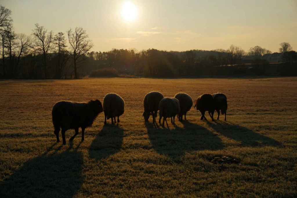 Schafe auf frostiger Wiese
