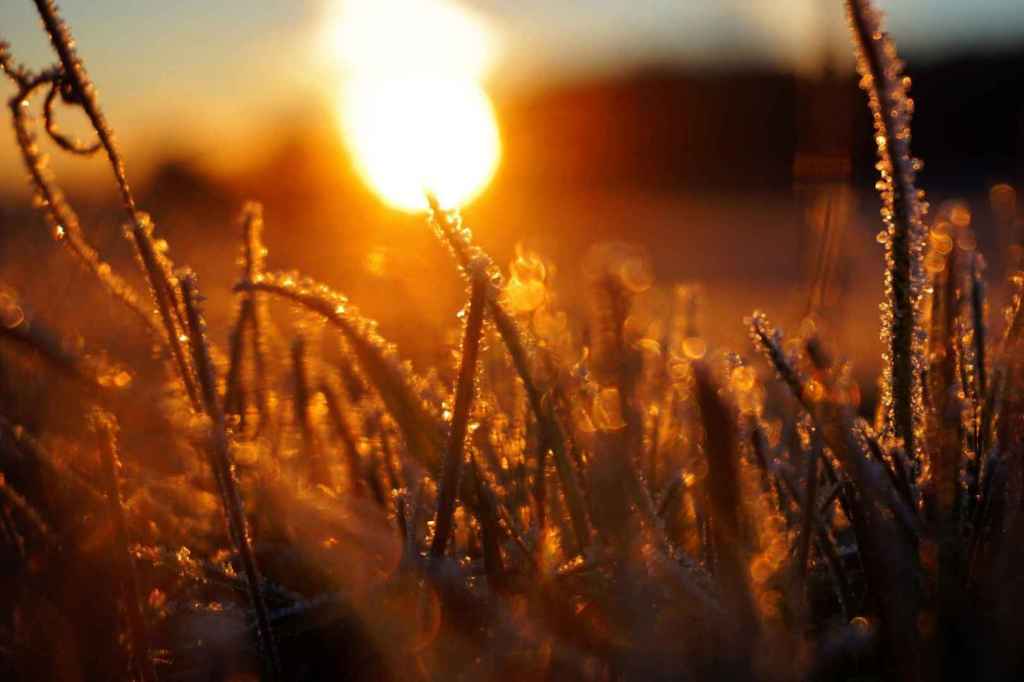 Sonnenaufgang im Gras