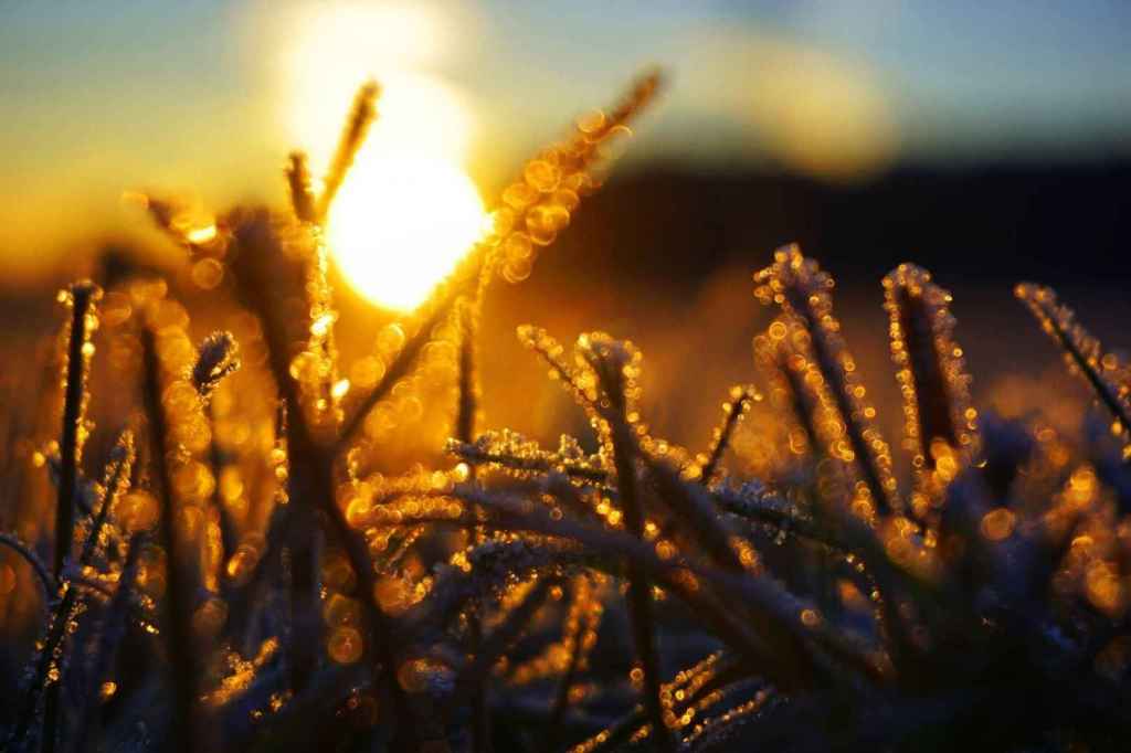 Sonnenaufgang im Gras