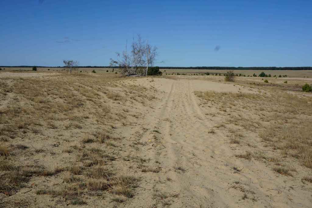 Weg in den Dünen