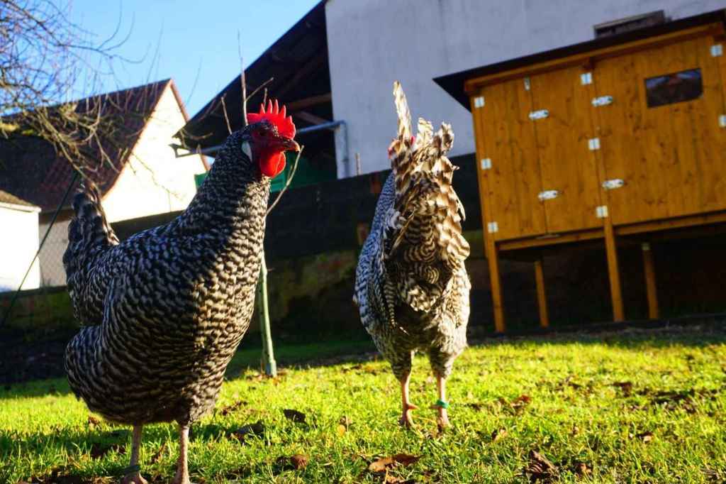 Hühner vor dem Stall