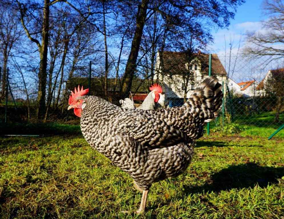 Sperber auf Körnersuche