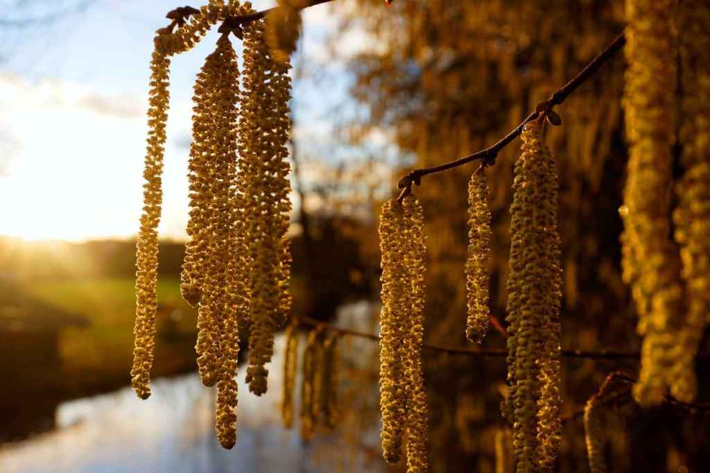 Haselnussblüten