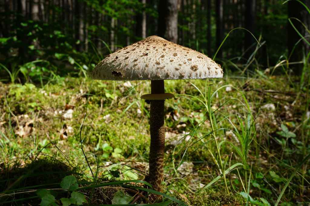 Pilz im Wald