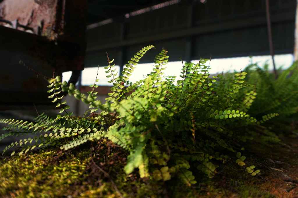 Farne zwischen den Ruinen