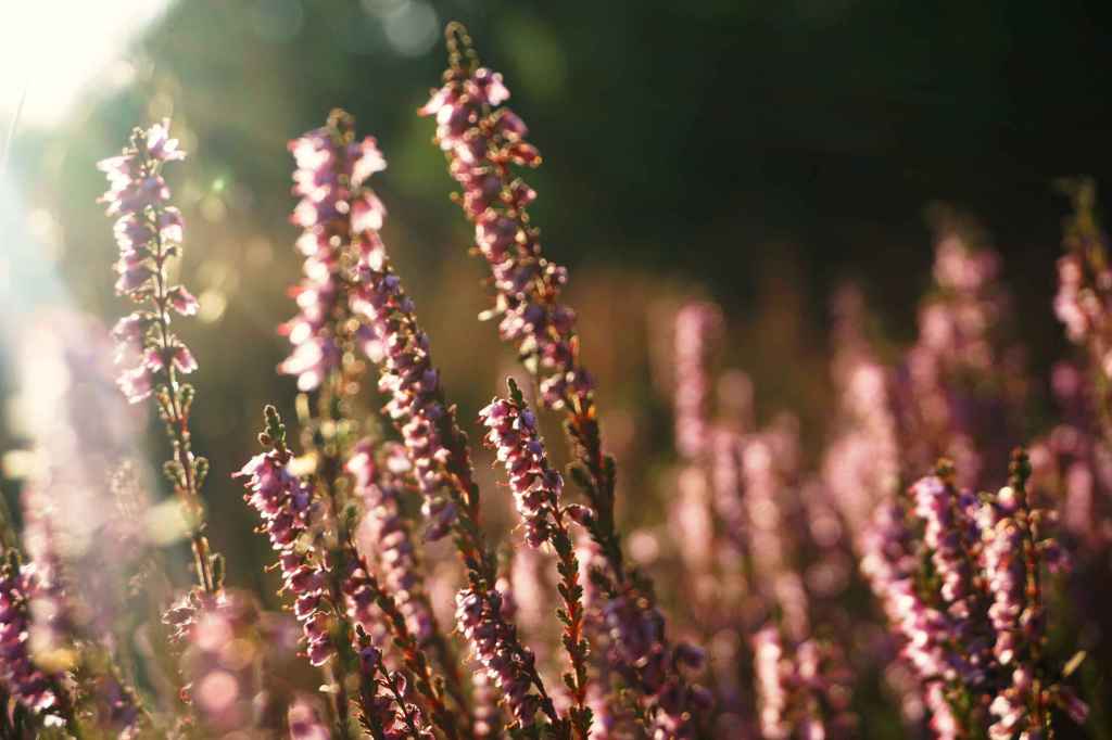 Heidesträucher im Sonnenlicht
