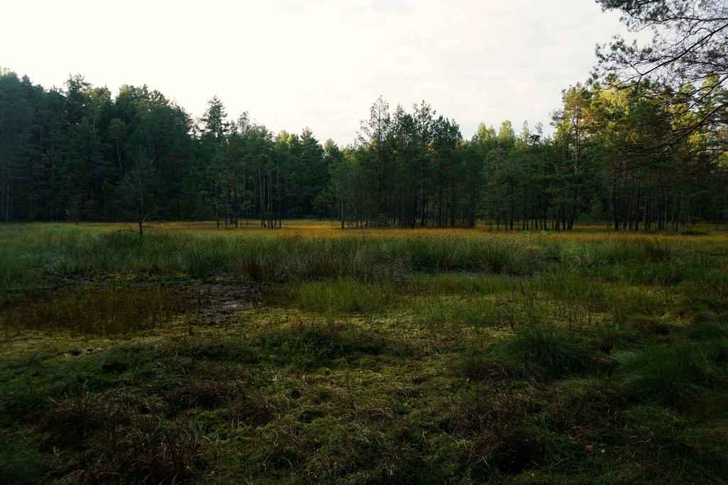 Moor im Wald