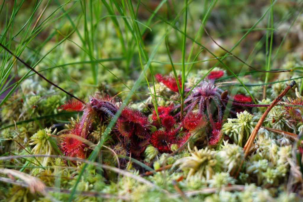 Fleischfressender Sonnentau