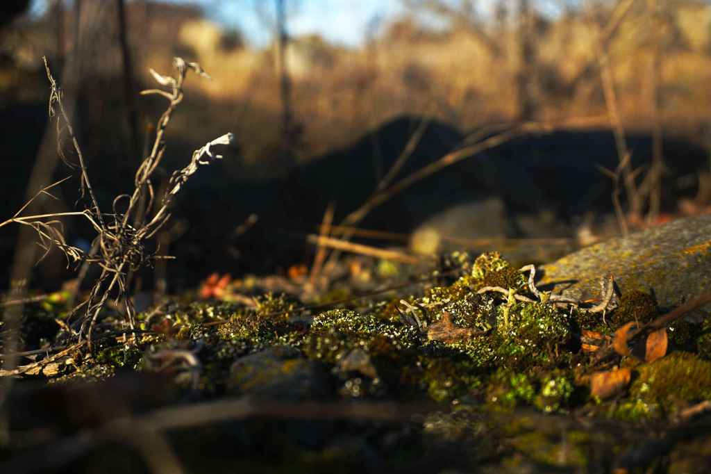 Moosbewachsene Kieselsteine am Vulkan