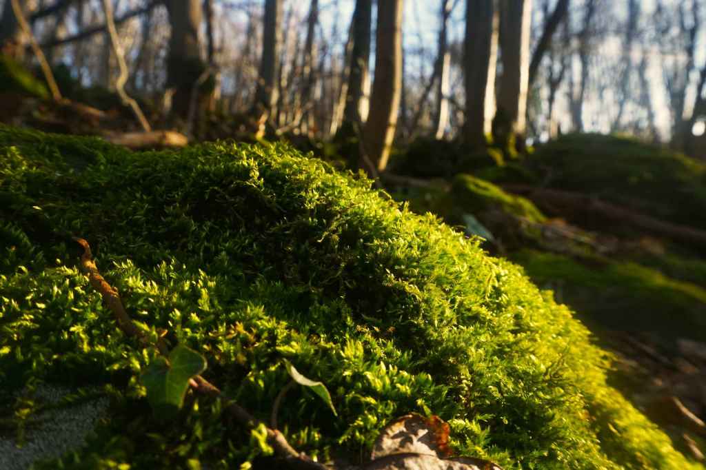 Moosbewachsener Wald am Nordhang