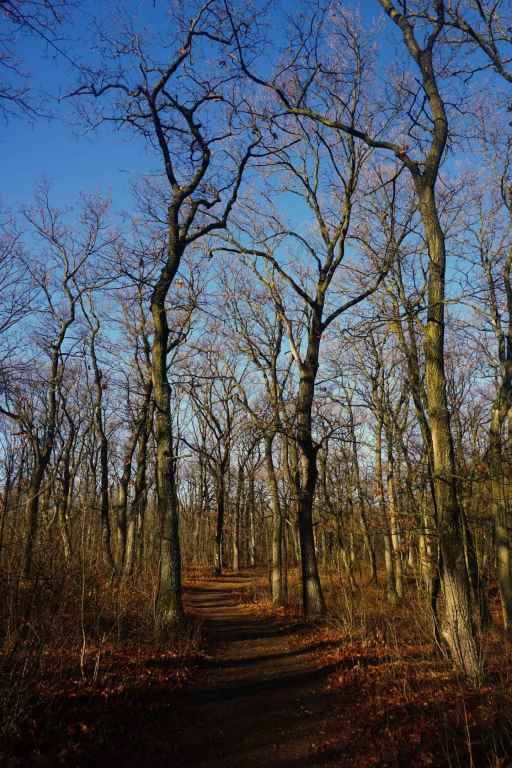 Wanderweg durch Eichenwald