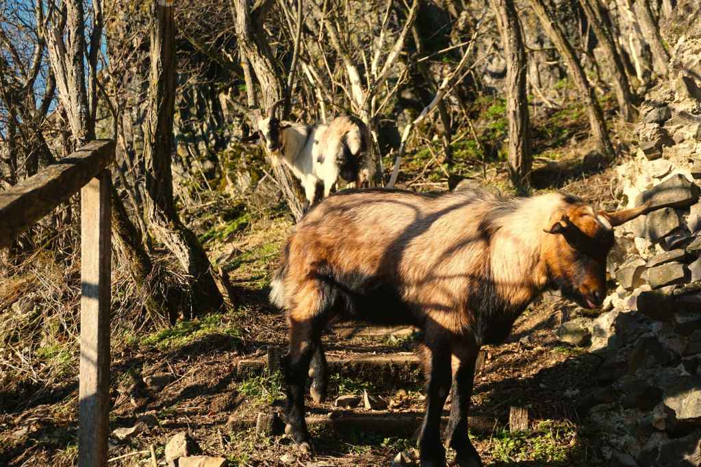 Ziegenböcke versperren den Weg