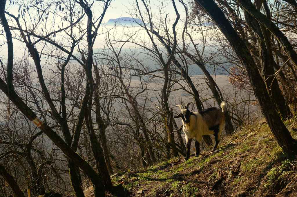 Ziegenböcke am Steilhang