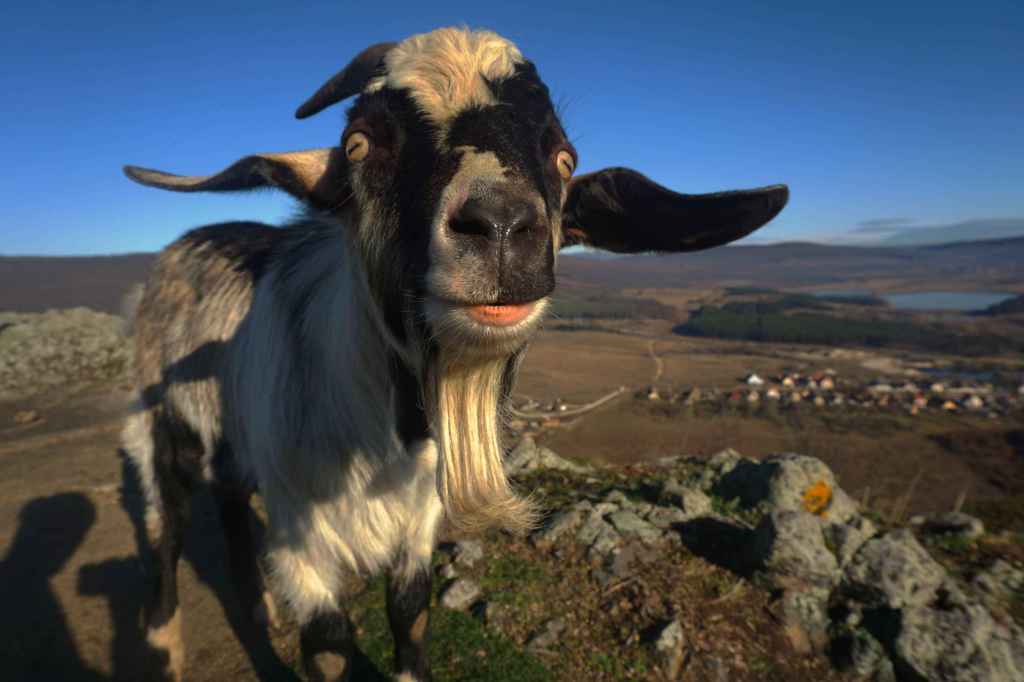 Portrait eines Ziegenbocks