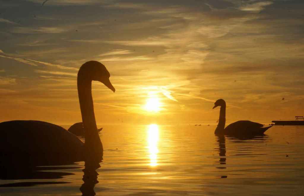 Schwäne im Sonnenaufgang