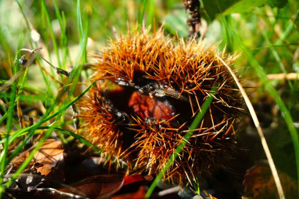 Esskastanie am Wegrand