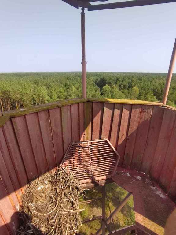 Storchennest Auf Dem Feürwachturm