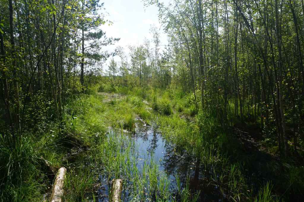 Holzbohlensteg Ins Moor