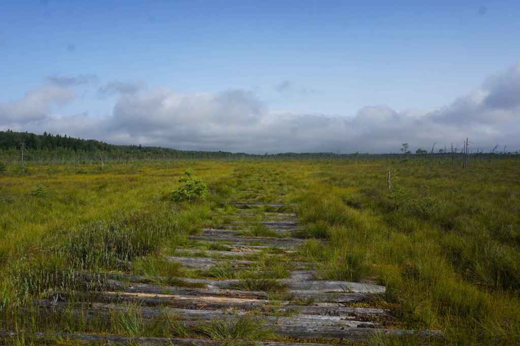 Moorlandschaft Holzsteeg
