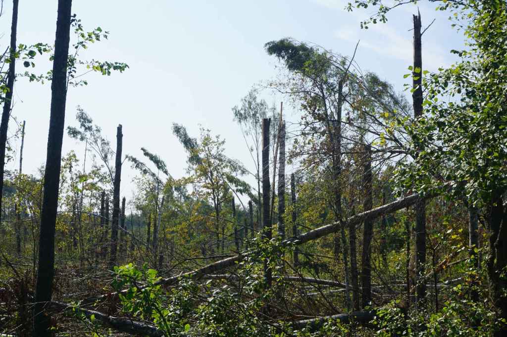 Umgeknickte Bäume Sturm August 2024