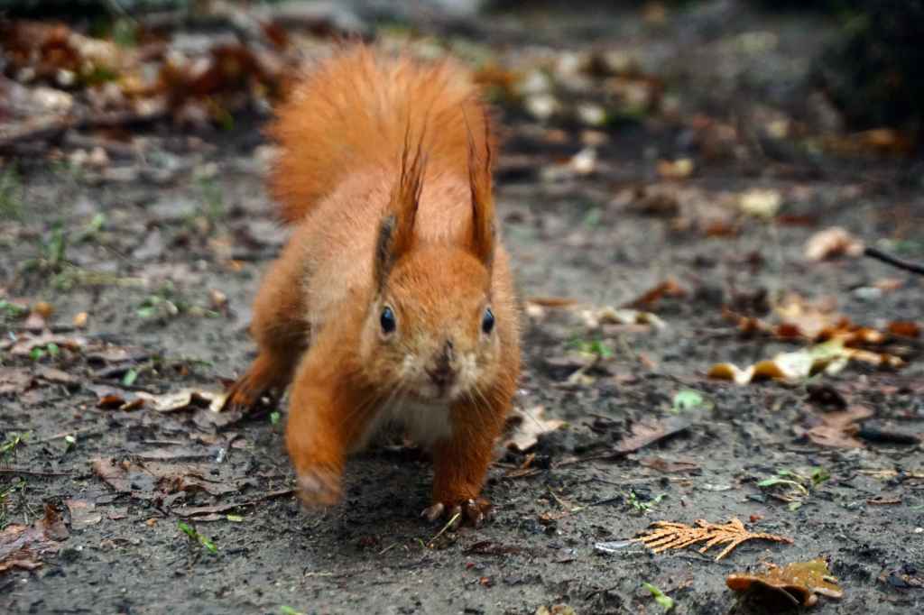 Ohrgadserl Am Militärfriedhof