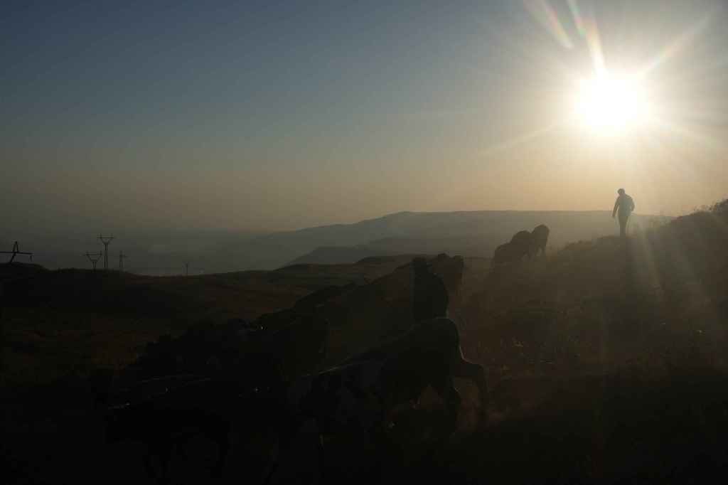 Schafhirten beim Dorf Geghard