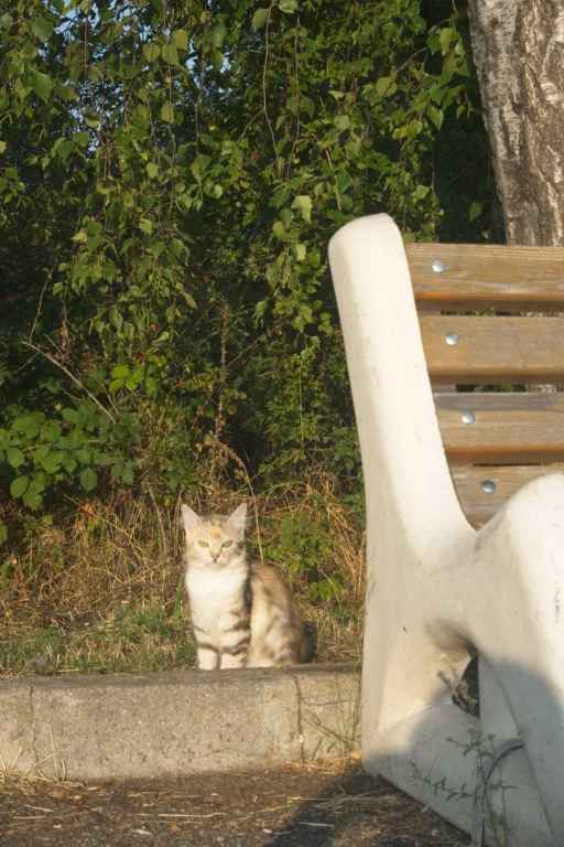 Wilde Katze am Straßenrand