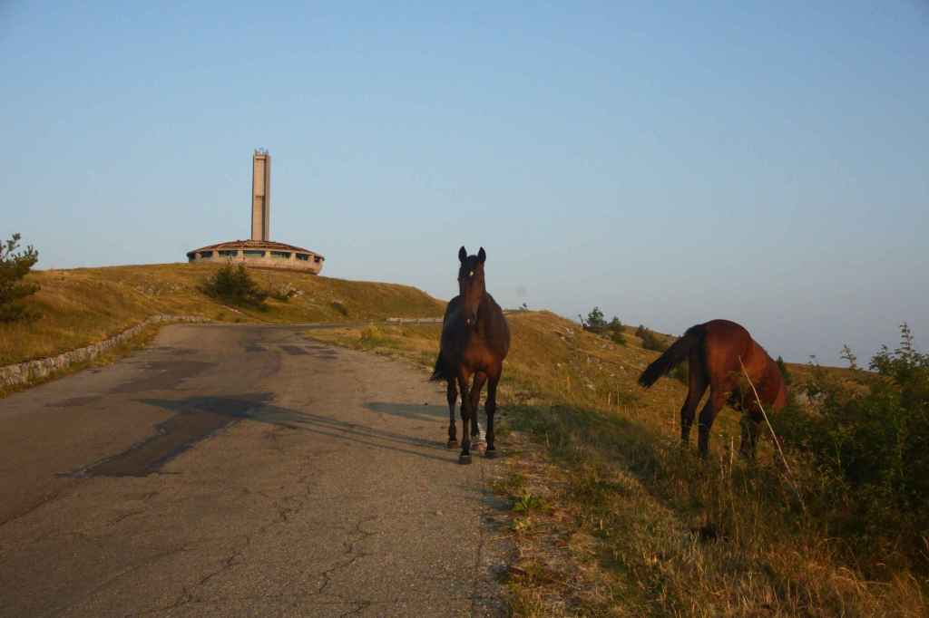 Pferde kurz vorm Gipfel