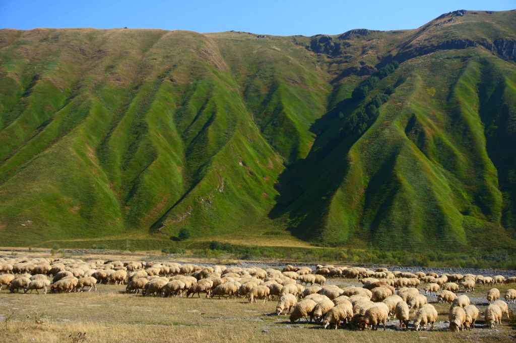 Schafherde bei Almasiani