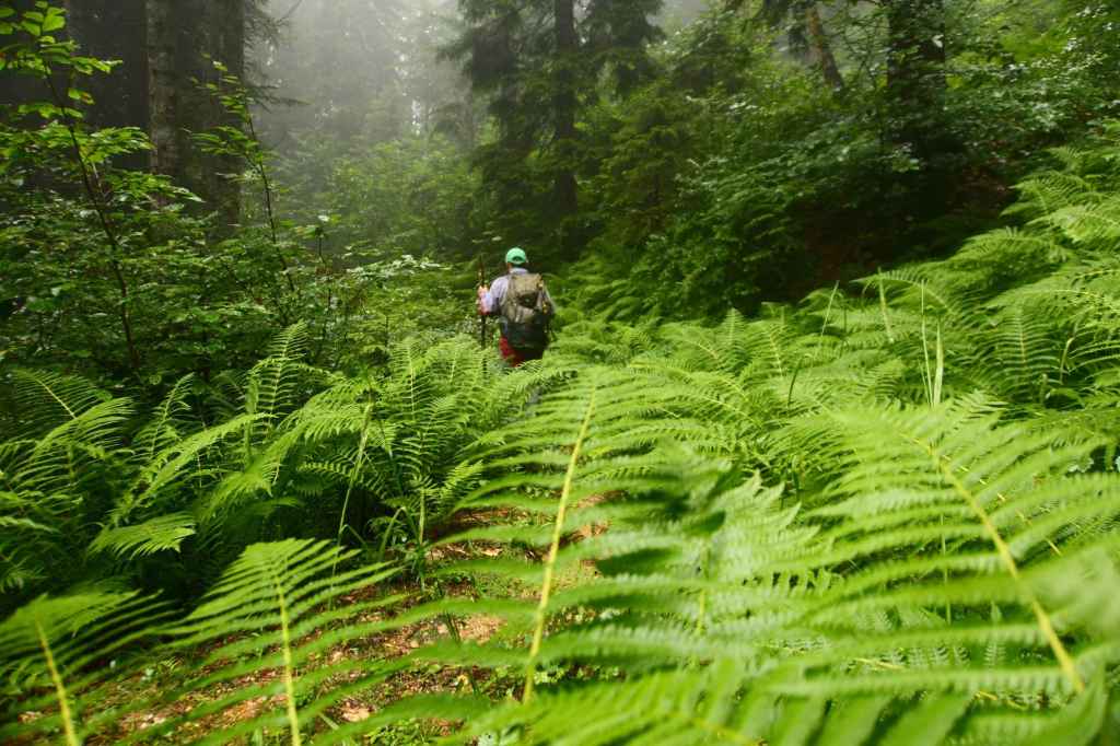 Wanderweg mit Farnen